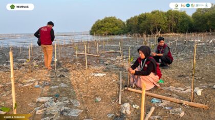 KKN 131 Rutin Monitoring dan Penyiraman 320 Bibit Mangrove di Pantai Kesenden