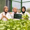 Inovatif! Mahasiswa UIN Siber Cirebon Rancang Kemasan Cerdas Pakcoy, Gabungkan Teknologi dan Informasi Halal